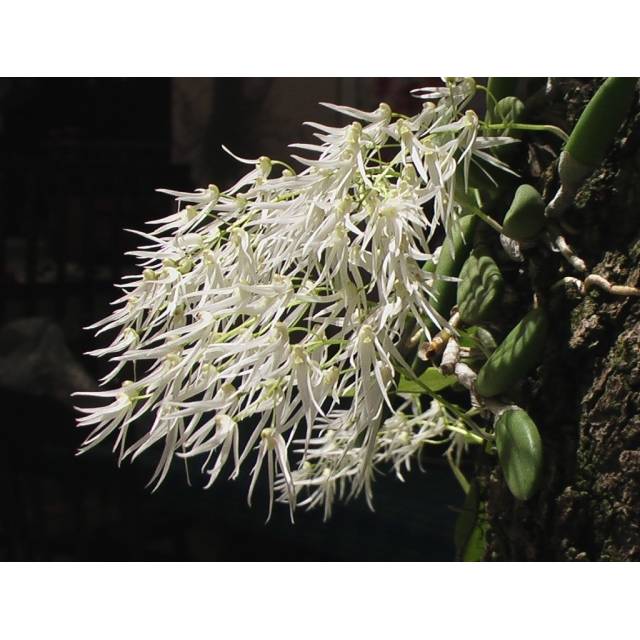 Dendrobium linguiforme 