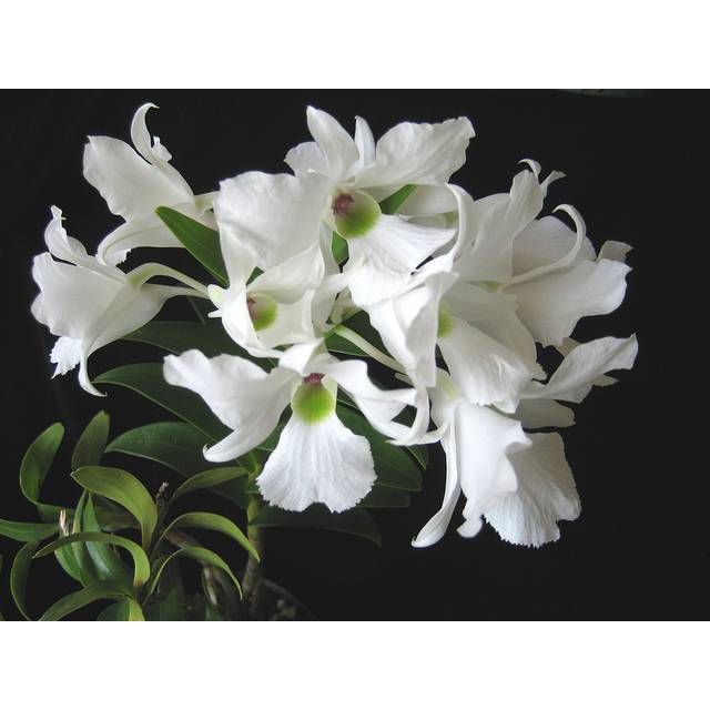 Dendrobium sanderae var. luzonicum