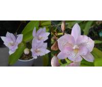 Diacattleya Chantilly Lace 'Twinkle' HCC/AOS