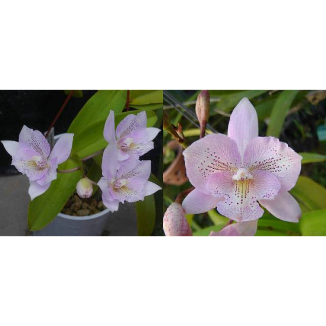Diacattleya Chantilly Lace 'Twinkle' HCC/AOS