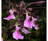 Encyclia cordigera