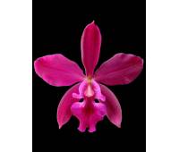 Epicattleya Plicaboa Dancing Queen (Cattleya bowringeana and Epidendrum plicatum)