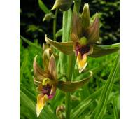 Epipactis gigantea