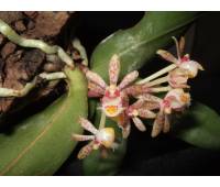 Gastrochilus obliquus