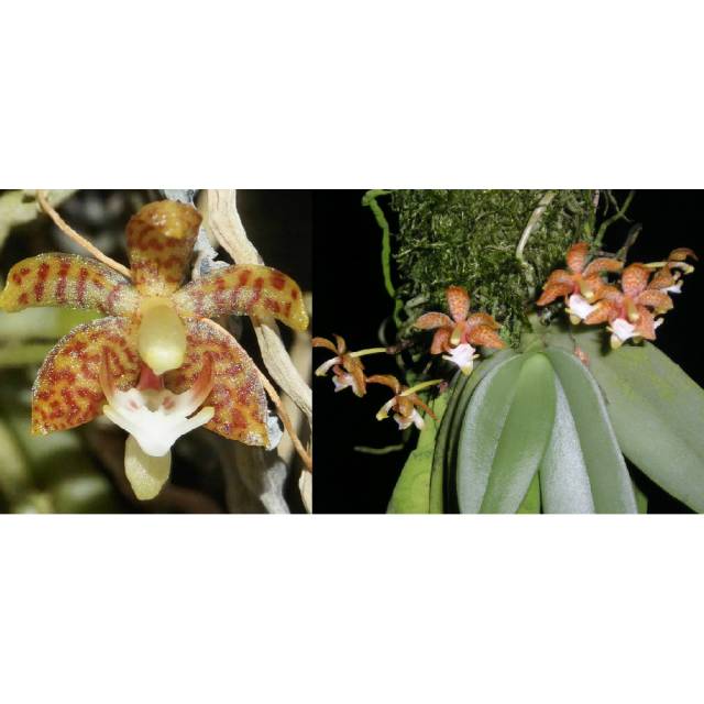 Grosourdya appendiculata
