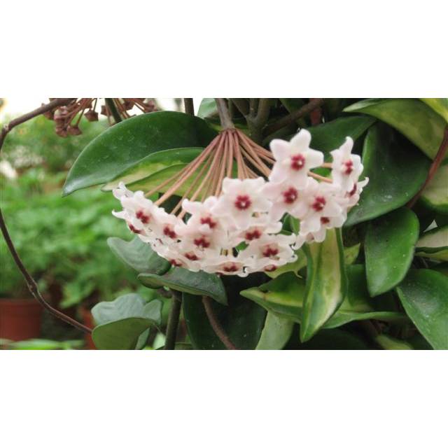 Hoya carnosa var.variegata