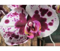 Phalaenopsis PH 011 Polka Dots