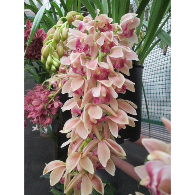 Сymbidium Cascade Spring Wind