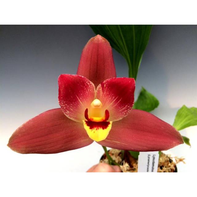 Angulocaste Red Jewel