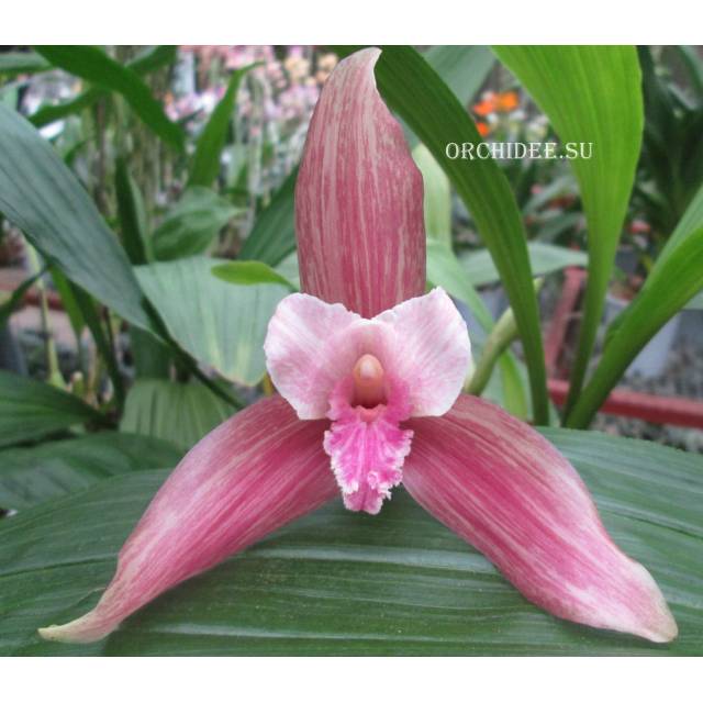 Lycaste momoyana