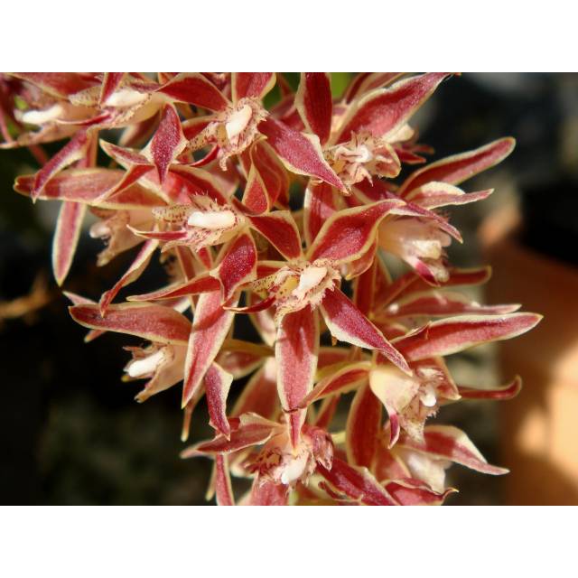 Macradenia multiflora