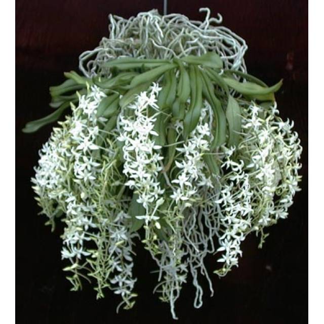 Mystacidium capense