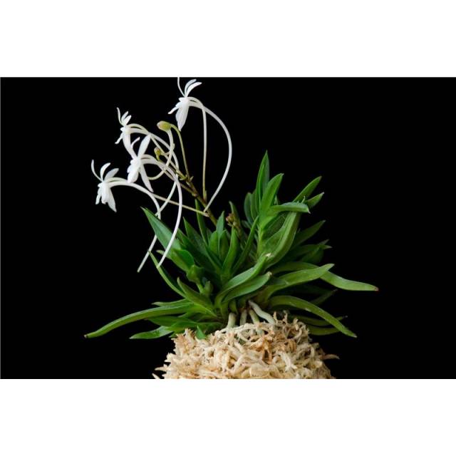 Neofinetia falcata 'Amami jishi'