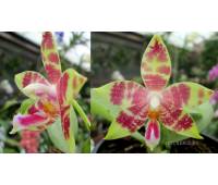 Phalaenopsis Jennifer Palomer c-1 x amboinensis common