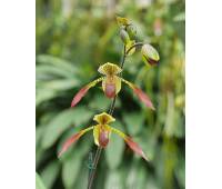 Paphiopedilum Julius (lowii x rothschildianum)