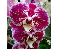 Phalaenopsis PH 01 Compilation