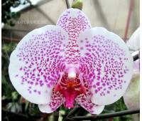 Phalaenopsis PH 015 Spring Sunshine Spot