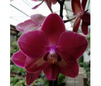 Phalaenopsis PH 018 Red Smale