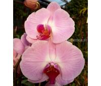 Phalaenopsis PH 022 Sacramento