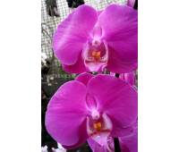 Phalaenopsis PH 023 Anthura Seoul