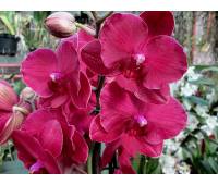 Phalaenopsis PH 024 Anthura Monte Carlo