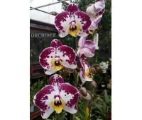 Phalaenopsis PH 026 Elegant Amber