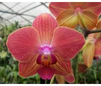 Phalaenopsis PH 035 Royal Orange