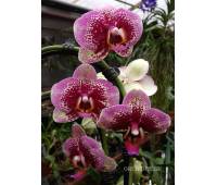 Phalaenopsis PH 044 Elegant Dream Diamand