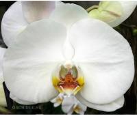 Phalaenopsis PH 047/3 Groot Wit