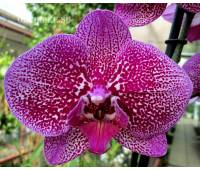 Phalaenopsis PH 053 