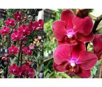 Phalaenopsis PHM 055 Rood