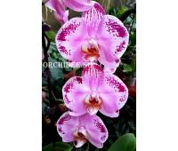 Doritaenopsis DTPS 057 Lanher Happy Dancer