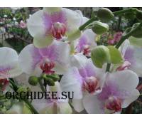 Phalaenopsis PH 062 Reykavik