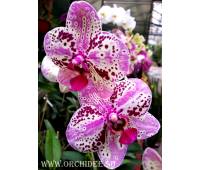 Phalaenopsis PH 067 Frontera 
