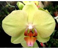 Phalaenopsis PH 082 Fusheng's Golden Age 'Golden Star'