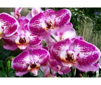Phalaenopsis PH 088 Fuller's Light (Chian Xen Pearl x Fureshing Speckle)