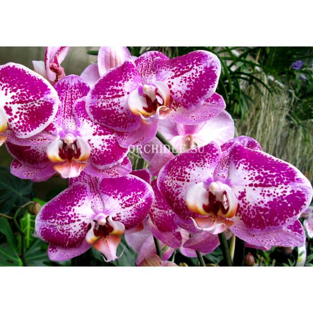 Phalaenopsis PH 088 Fuller's Light (Chian Xen Pearl x Fureshing Speckle)