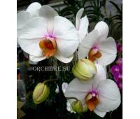 Phalaenopsis PH 097 Hague