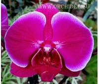 Phalaenopsis PH 107 Emperor Jewel