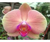 Phalaenopsis PH 124 OX Golden Apple hybrid