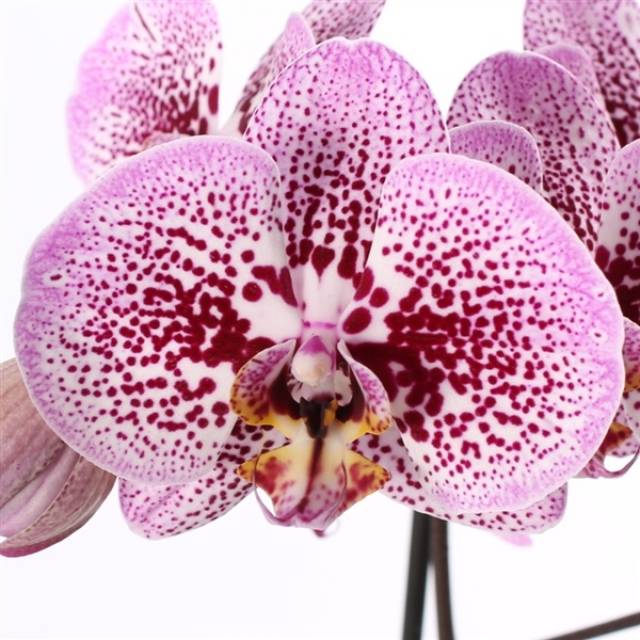 Phalaenopsis PH 215 Andorra