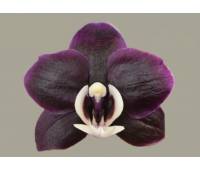 Phalaenopsis PH 127 Kaoda Twinkle 'Chocolate Drops' 