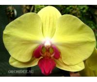 Phalaenopsis PH 136 Goldion