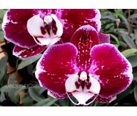 Phalaenopsis PH 138/1