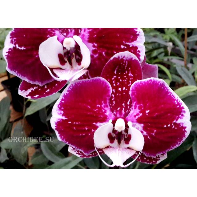 Phalaenopsis PH 138/1