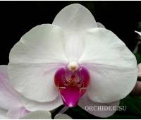 Phalaenopsis PH 143