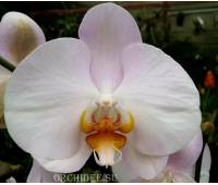 Phalaenopsis PH 144