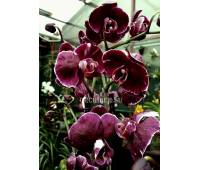 Phalaenopsis PH 145 Chaida Stacy 'Chocolate Drop'