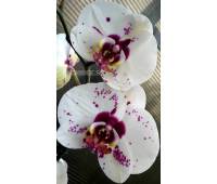 Phalaenopsis PH 146 Chian Xen Mammon