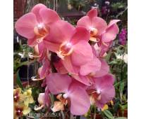 Phalaenopsis PH 153